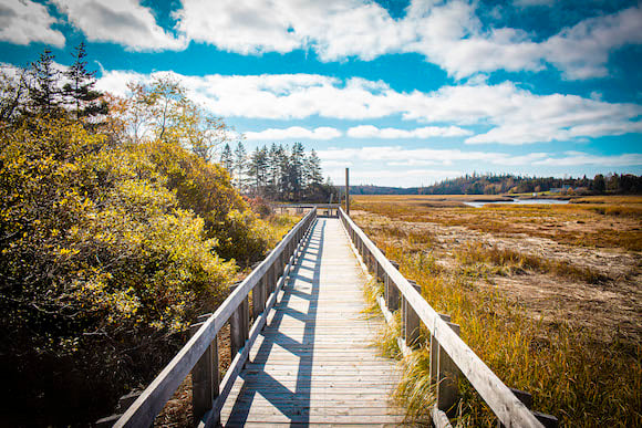 A boardwalk style trail among marshlands