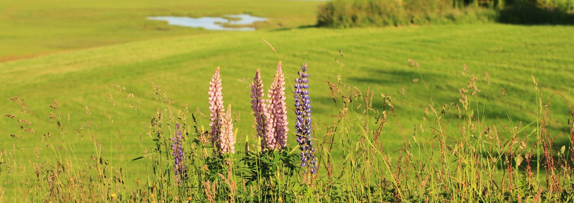 Lupine flower with field in the background