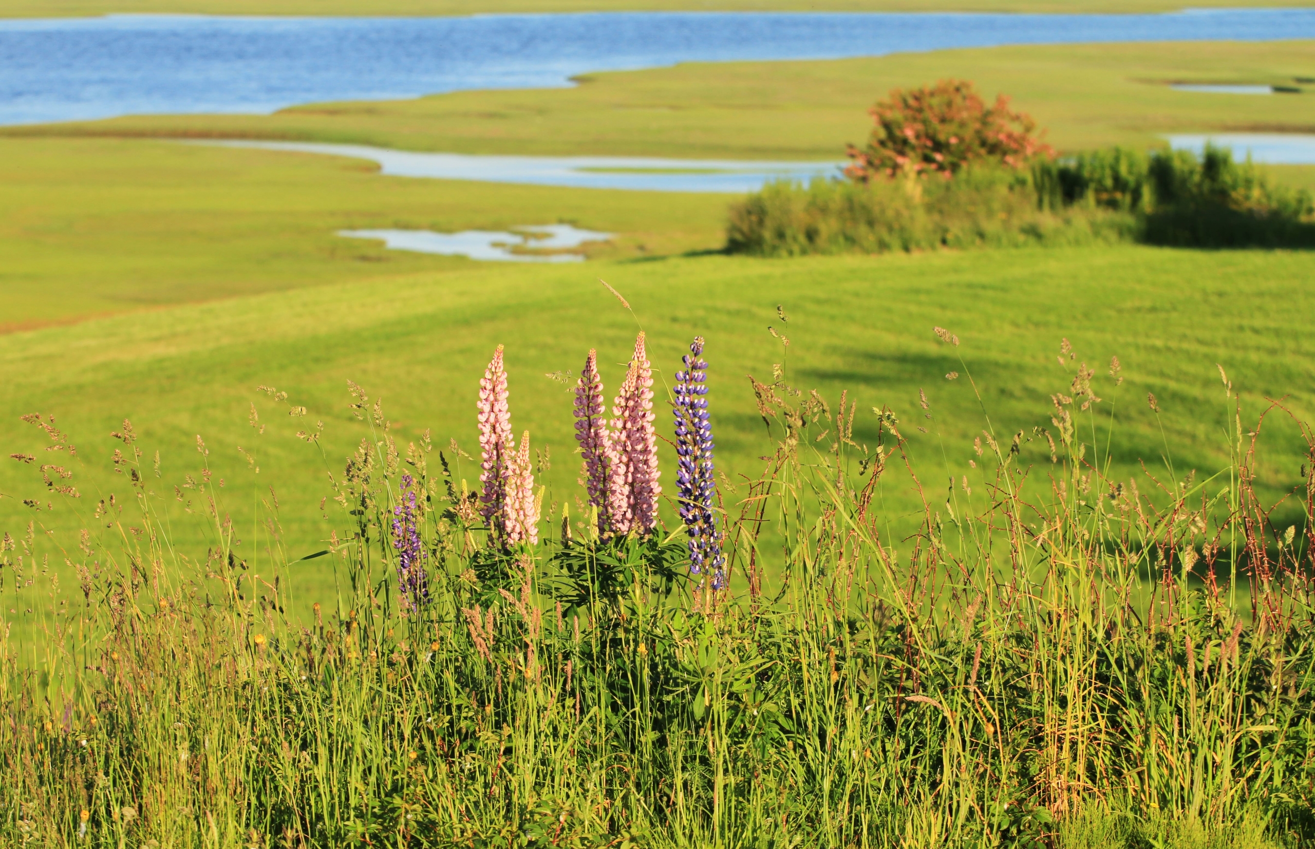 Lupine flower with field in the background