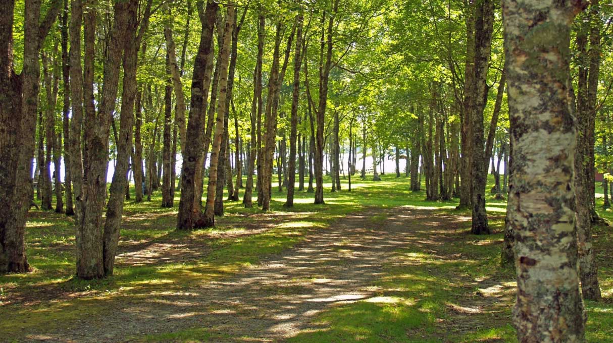 Ellenwood Lake Provincial Park 7