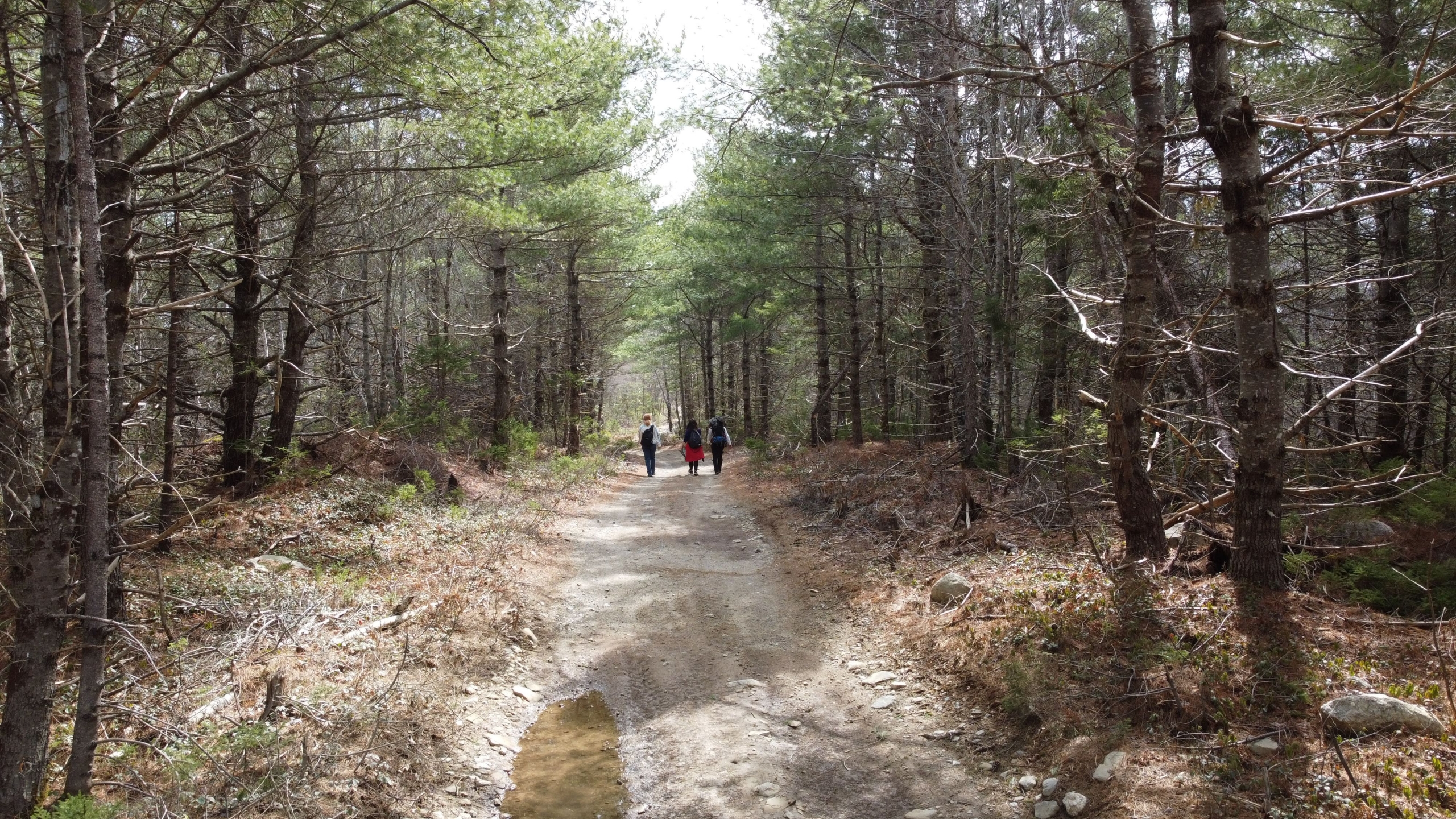 Three people walking in the woods