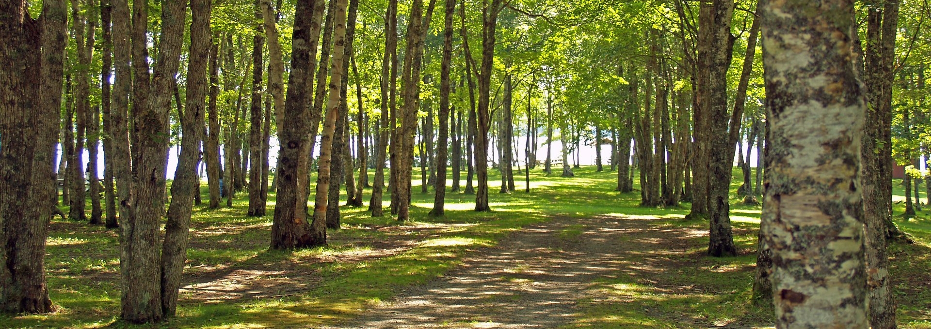 A dirt path leading through the woods toward water