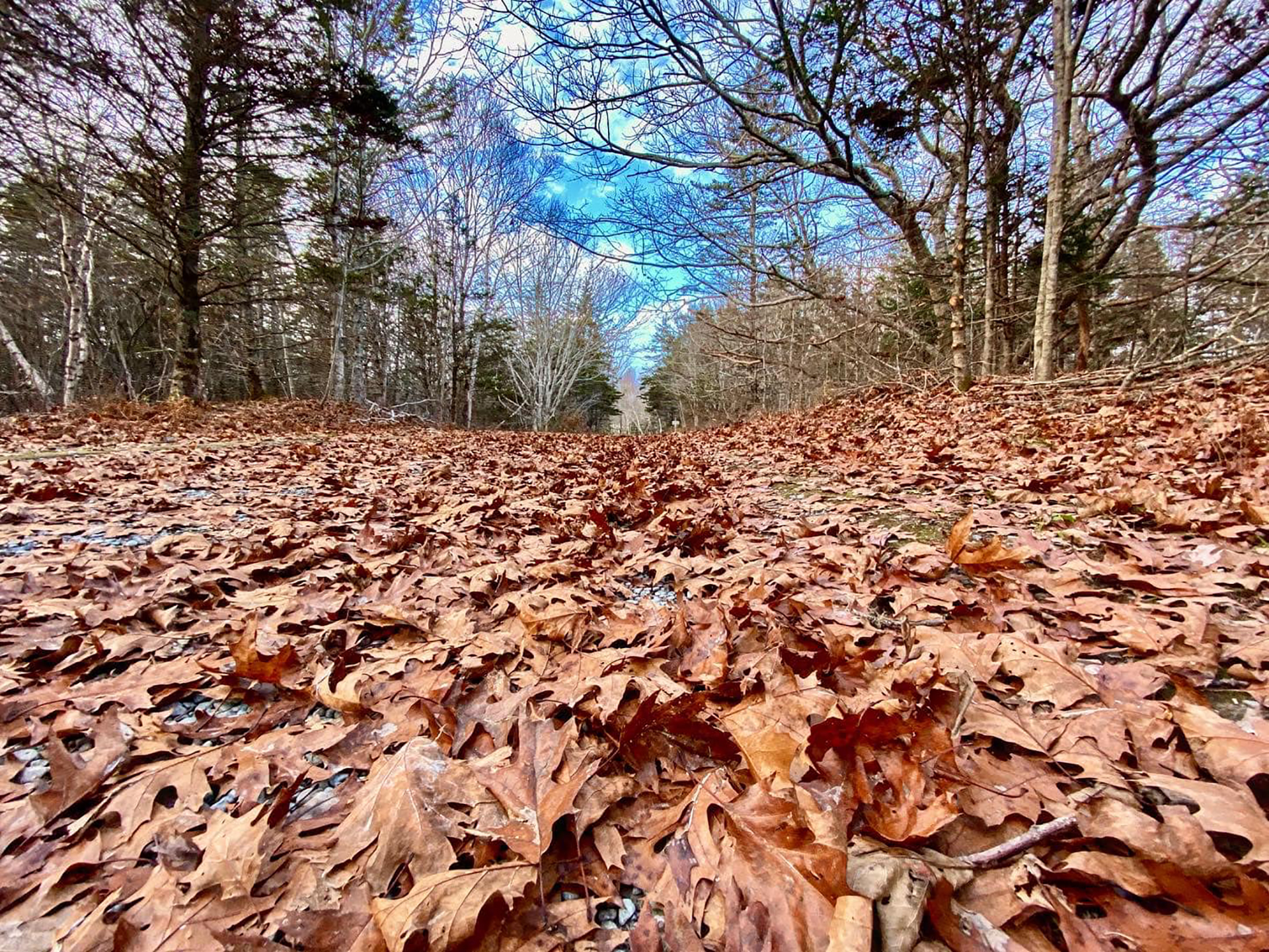 Colourful maple leaves on the ground in the woods