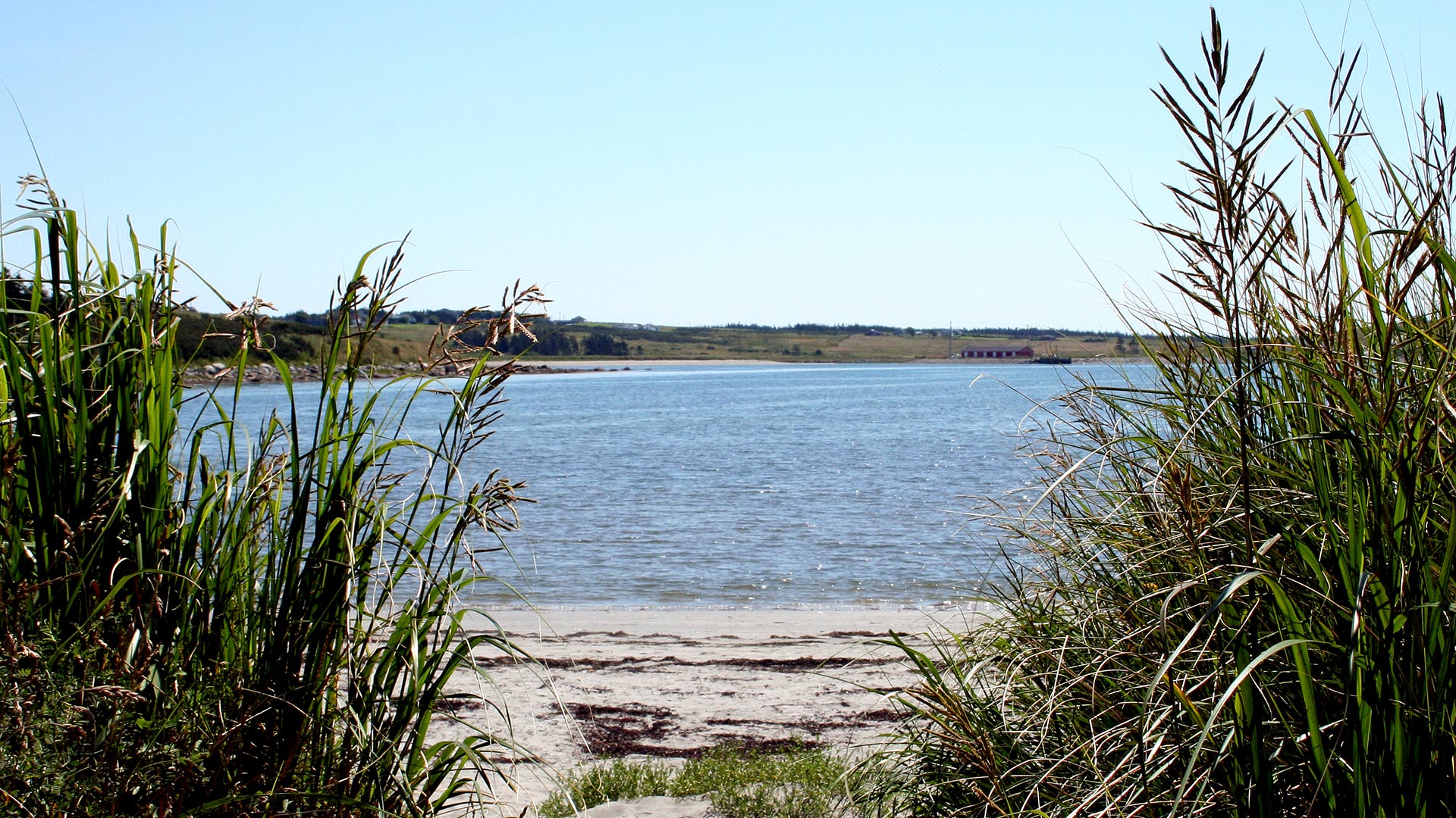 A path in tall grass leading to Sunday Point Beach, Nova Scotia