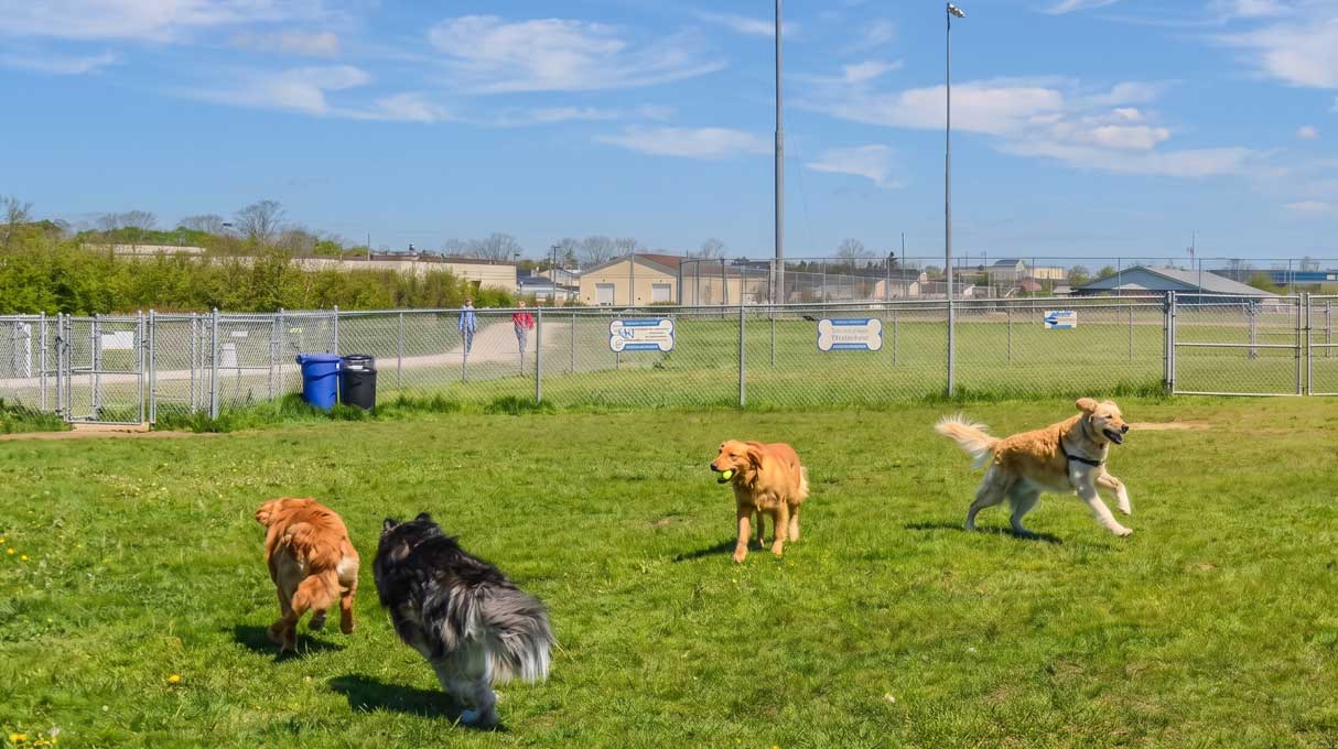 Yarmouth Dog Park 1
