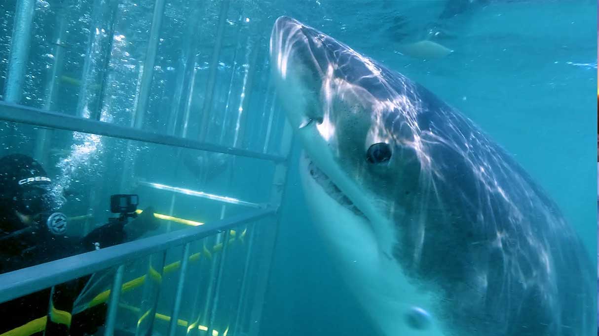 Atlantic Shark Expeditions 5
