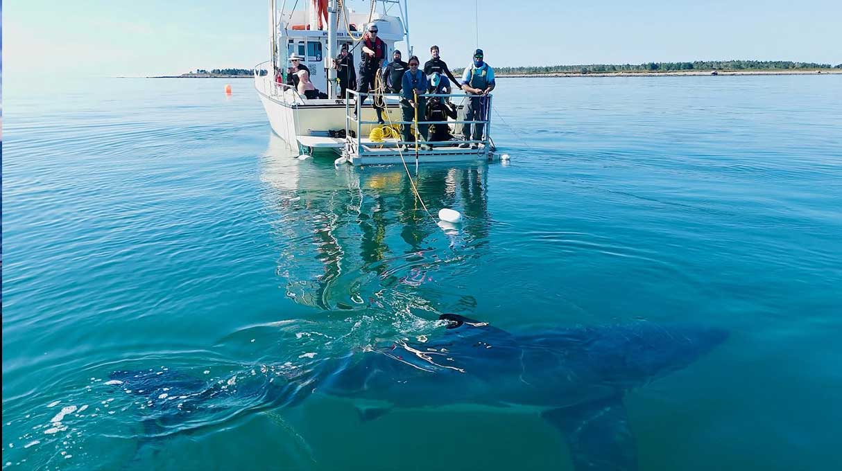 Atlantic Shark Expeditions 6