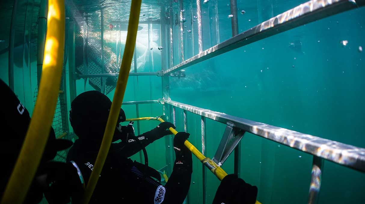 Atlantic Shark Expeditions 7